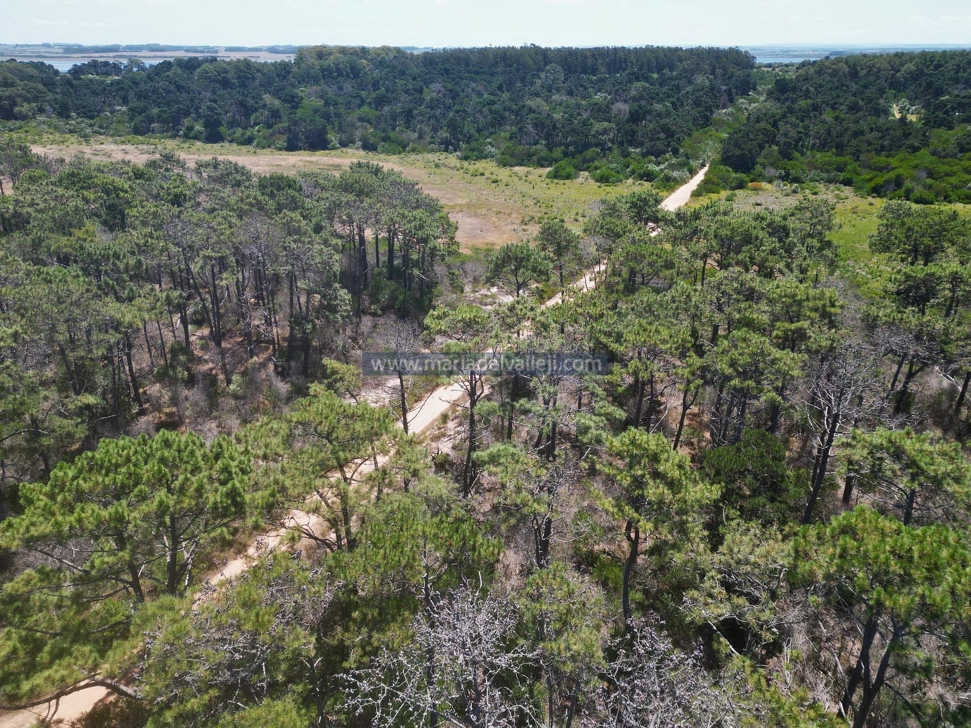 padron 20121 suburrr-min